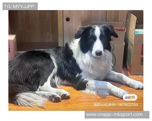 重金悬赏一万美元寻找拉姆塞走失爱犬希望尽快寻回爱宠